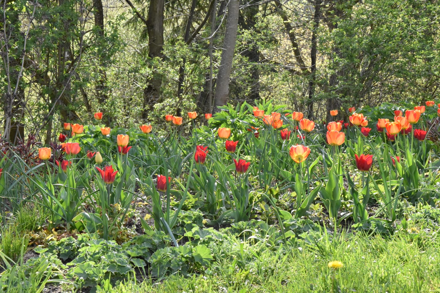 Frühlingsblüher im Garten